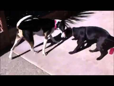 Carrie-ADOPTED!, an adopted Black Labrador Retriever in Tracy, CA_image-1