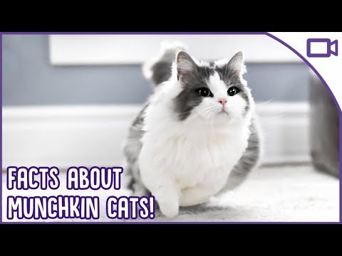 Facts About Munchkin Cats - Dwarfism in Cats!