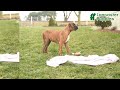 Boxer dogs for sale: Hunter  - Video 1