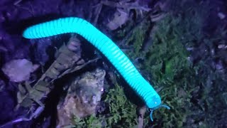 15 AMAZING Bioluminescent Animals