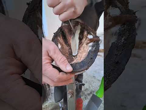 #farrier #farrierlife #horse #horseshoe #horsecare #satisfying #asmr