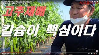 노지고추 키 2.5M. 7월16일 다시 가보니