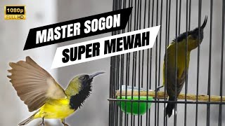 Download lagu 🔴MASTERAN SOGON ISIAN MEWAH SUPER JERNIH mp3 Download lagu 🔴MASTERAN SOGON ISIAN MEWAH SUPER JERNIH mp3