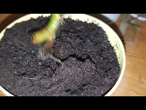 Bewurzlung von Geldbaum Stecklingen - Einfache Schritt für Schritt Vermehrung des Geldbaumes Update