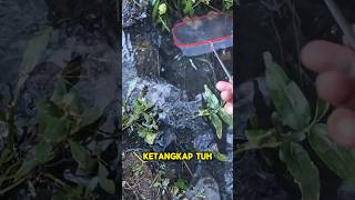 Download lagu NANGKAP IKAN YANG LARI KE SEMAK SEMAK #trending #shorts #viral mp3