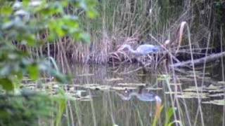 preview picture of video 'Gray Heron Fishing - 10 minutes uncut'