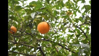 ダイダイ 橙 の剪定方法 加須市の植木屋 中島造園