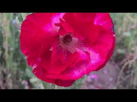 Khép Lại Chuyện Tình  Tuấn Kiệt PHÒNG THU ÂM MIX MASTEL ĐỘC QUYỀN DIỆU NGỌC 4K MEDIA OFFICIAL