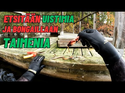 ETSITÄÄN UISTIMIA JA BONGAILLAAN TAIMENIA [Pinnan2alle #52]