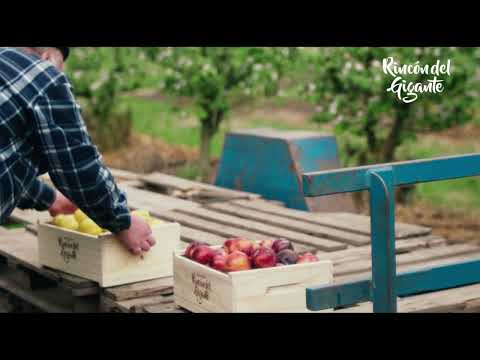 Rincón del Gigante Comercial TV