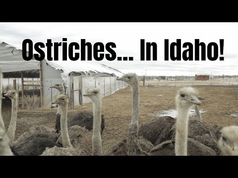 A Fazenda de Avestruzes de Idaho
