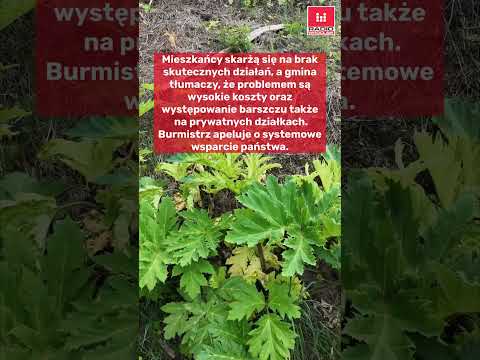Barszcz Sosnowskiego opanował Łężyce. Mieszkańcy walczą z nim od lat