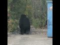 Bear Investigating a Large Garbage Bin