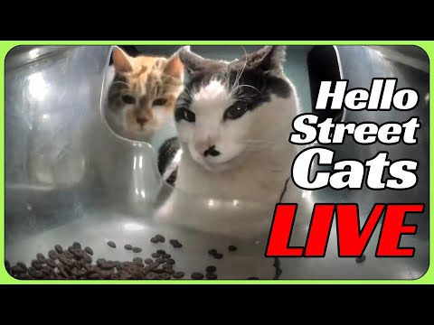 9 Hello Street Cat Feeders LIVE 24/7 😸💞 Happy Canteen, Auspicious Restaurant, Lucky 7-11 II + More