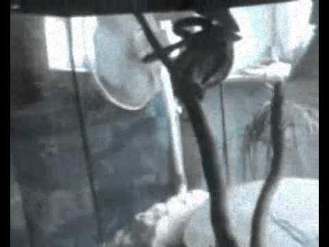 Badeanstalt - Blood and Honor