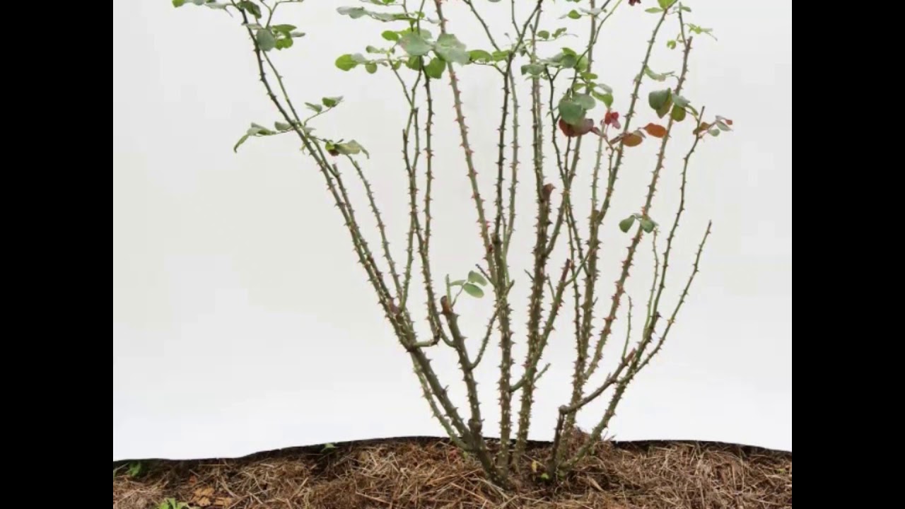 Watch Now GALO, GALO, NÃO ME CALO de Silvia Orthof GALO, GALO, NÃO ME CALO de Silvia Orthof