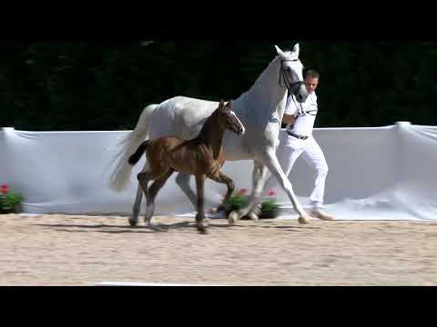 KN 7: HF von Comme il faut / Lancer II