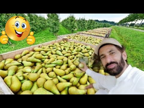 Awesome Pears Cultivation Technology - Pears Farming and Harvest - Pears Processing | Hafeez