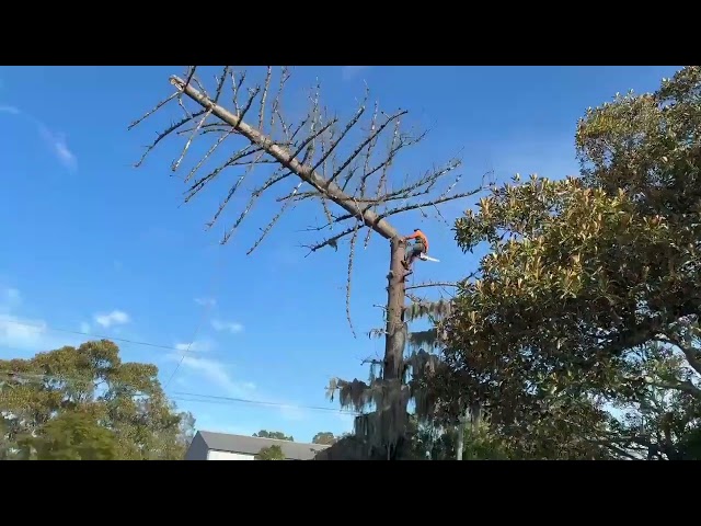 Dale's Tree Service