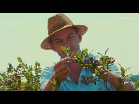 Borůvky od farmářů z Čerstvě utrženo