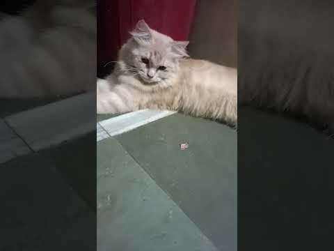 Billi se # depression dur hota hai 🙀🐈🌹 kudrat ne kya ky fayde kar sakte hain please subscribe 🌹