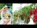 Tips for growing Chili in plastic bottles with many fruits and for year round harvest