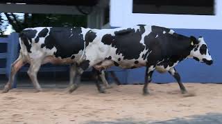 Vídeo 99 - 1ª ETAPA MEGA LIQUIDAÇÃO TOTAL AGROPECUÁRIA MARAJOARA - DIA 4 | GADO GIROLANDO E HOLANDÊS