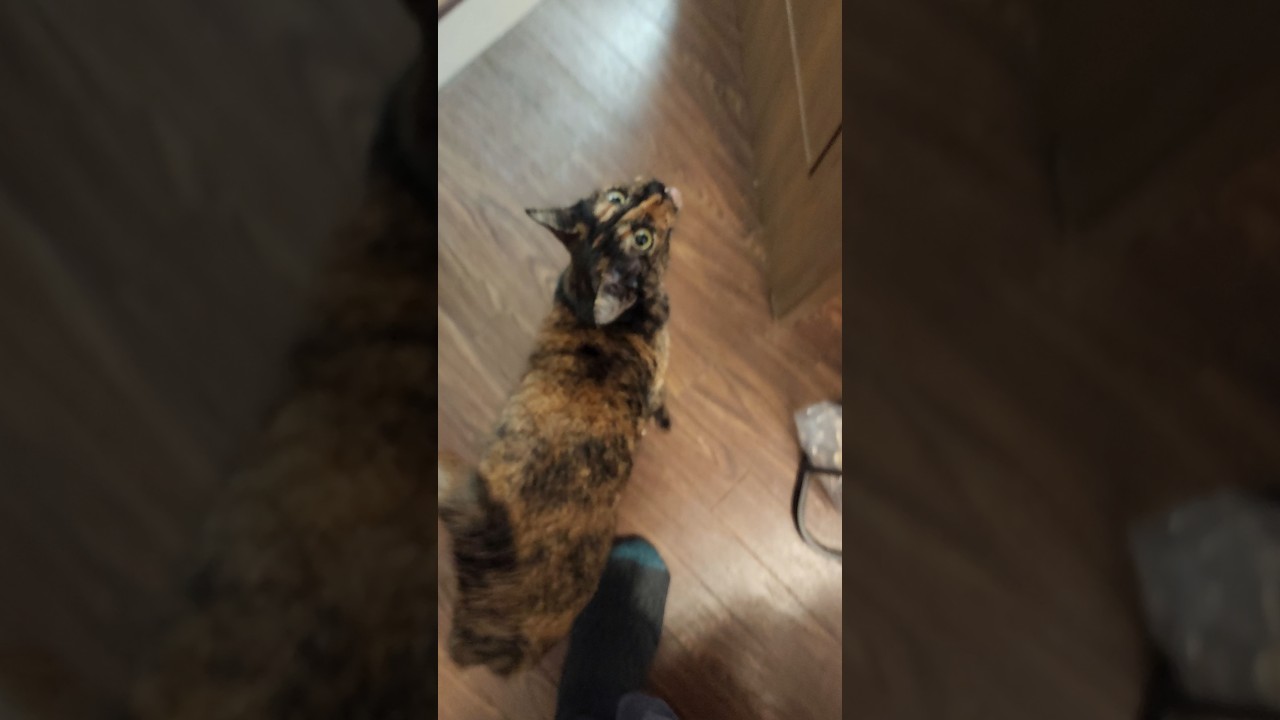 ごはんの時のおちゃんこめん