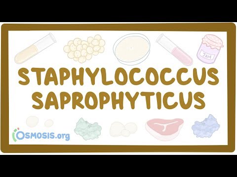 staphylococcus aureus és látás)