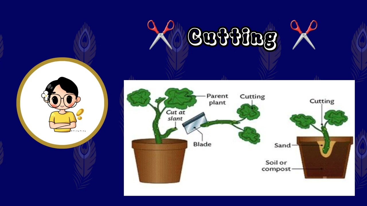 Lesson 18 - Asexual Reproduction