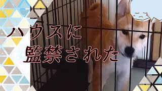 柴犬がハウスに閉じ込められた！