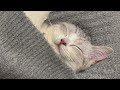 😂 funniest cats and dogs videos 😺🐶 🥰😹 hilarious animal compilation №613