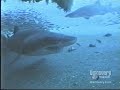 Sharks On Wild Discovery With Commercial Breaks 2001 Broadcast