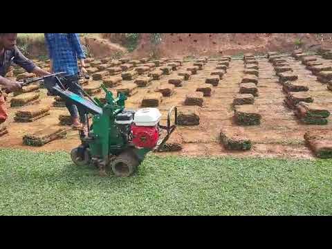 pearl grass whole sale,9995518189, Nature garden, Anzal