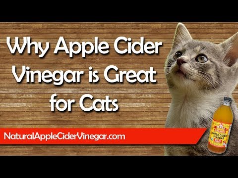 The Best Apple Cider Vinegar Natural Treatments for Cats