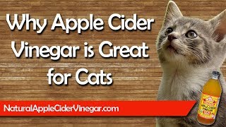 The Best Apple Cider Vinegar Natural Treatments for Cats