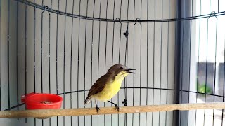 Download lagu BURUNG REMETUK LAUT GACOR NGEROLL - NGEROLL mp3