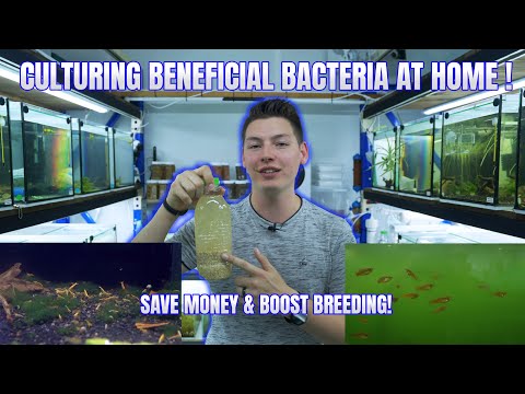 How to make Beneficial Bacteria at home & Save Money!