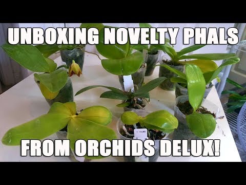 Seller Review 5: Unboxing Novelty Phalaenopsis from Orchids Delux!