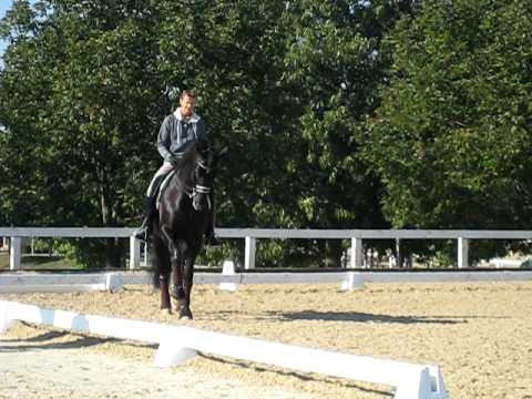 Moorlands Totilas schooling