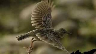 Black Uhuru- ELEMENTS (with Lyrics)