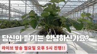 2024년 10월 7릴 자연이핌  딸기 라이브 방송