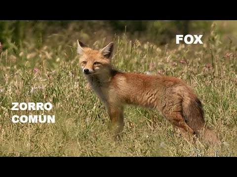 ZORRO | FOX | Vulpes vulpes