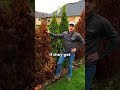 How to Care for Arborvitaes!