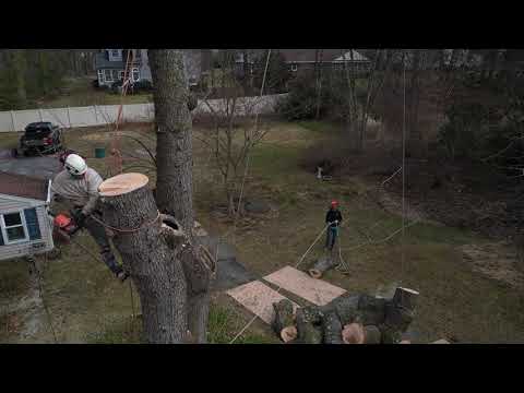 Professional Tree Removal Process