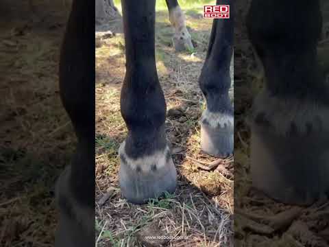 REDBOOT 14 -#SECOND PHALANX EQUINE FRACTURE MANAGMENT- #EQUINEFRACTURE #equinelimbimmobilization