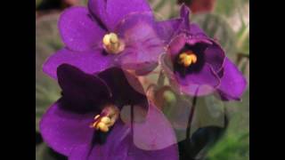 Manolo Garcia - Carbon y Ramas Secas