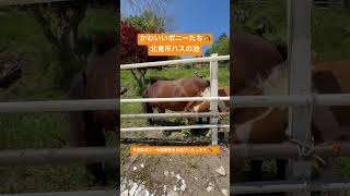 かわいいポニーのもぐもぐタイム🐴🌱#ハスの池 #かわいい動物 #癒し #asmr