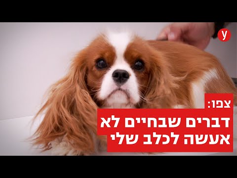 וטרינר מסביר: דברים שאסור לעשות לכלבים