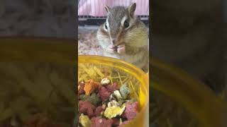 シマリスがエサを食べるだけ